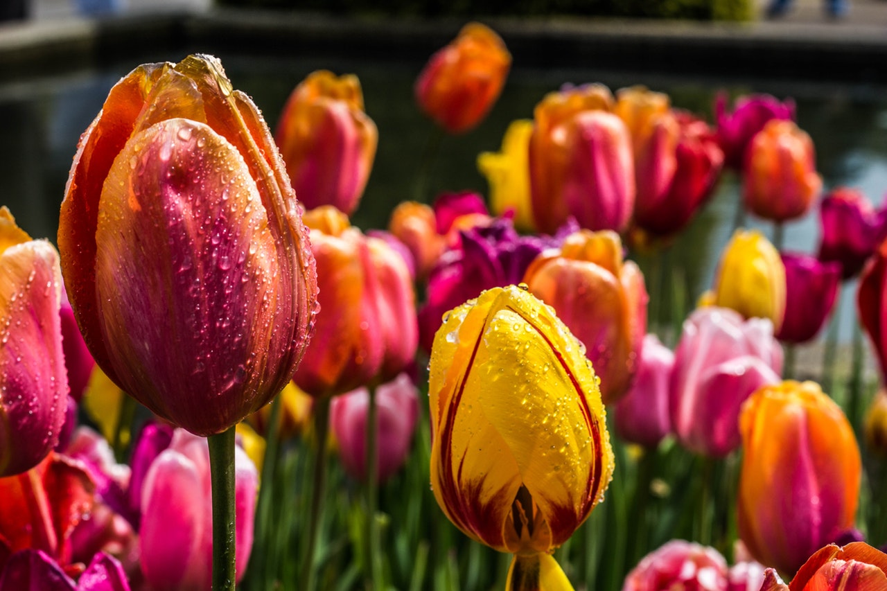 Tulips in a field